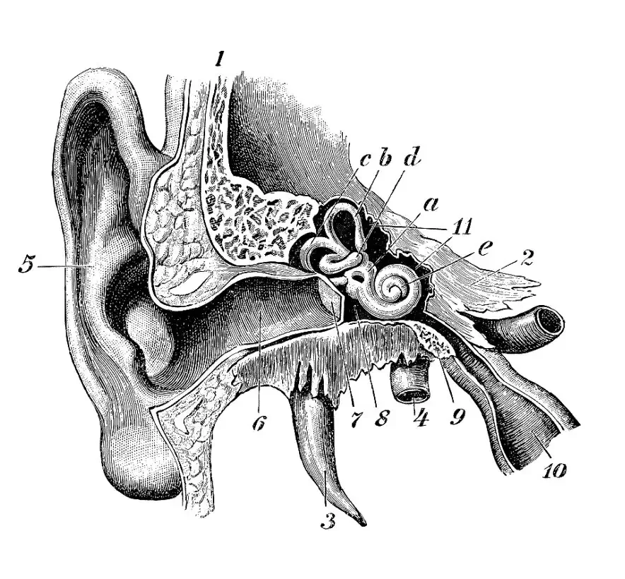 anatomical cross-section of the human ear